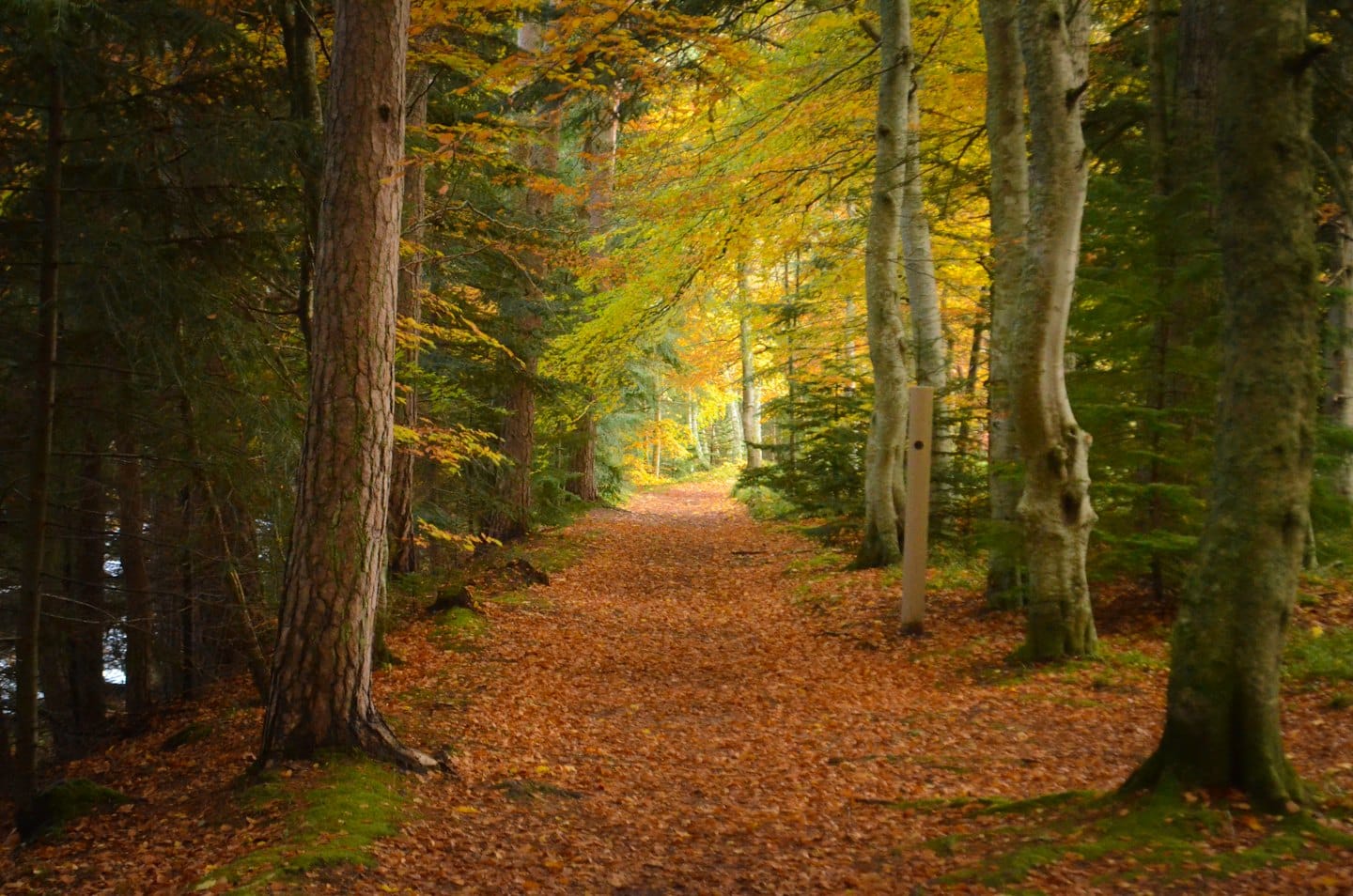 Herbstlicher Waldweg, der sich durch Bäume mit bunten Blättern schlängelt.