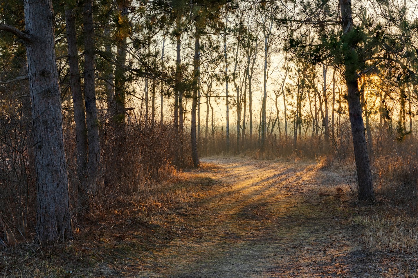 Ein gewundener Pfad führt durch einen Kiefernwald.