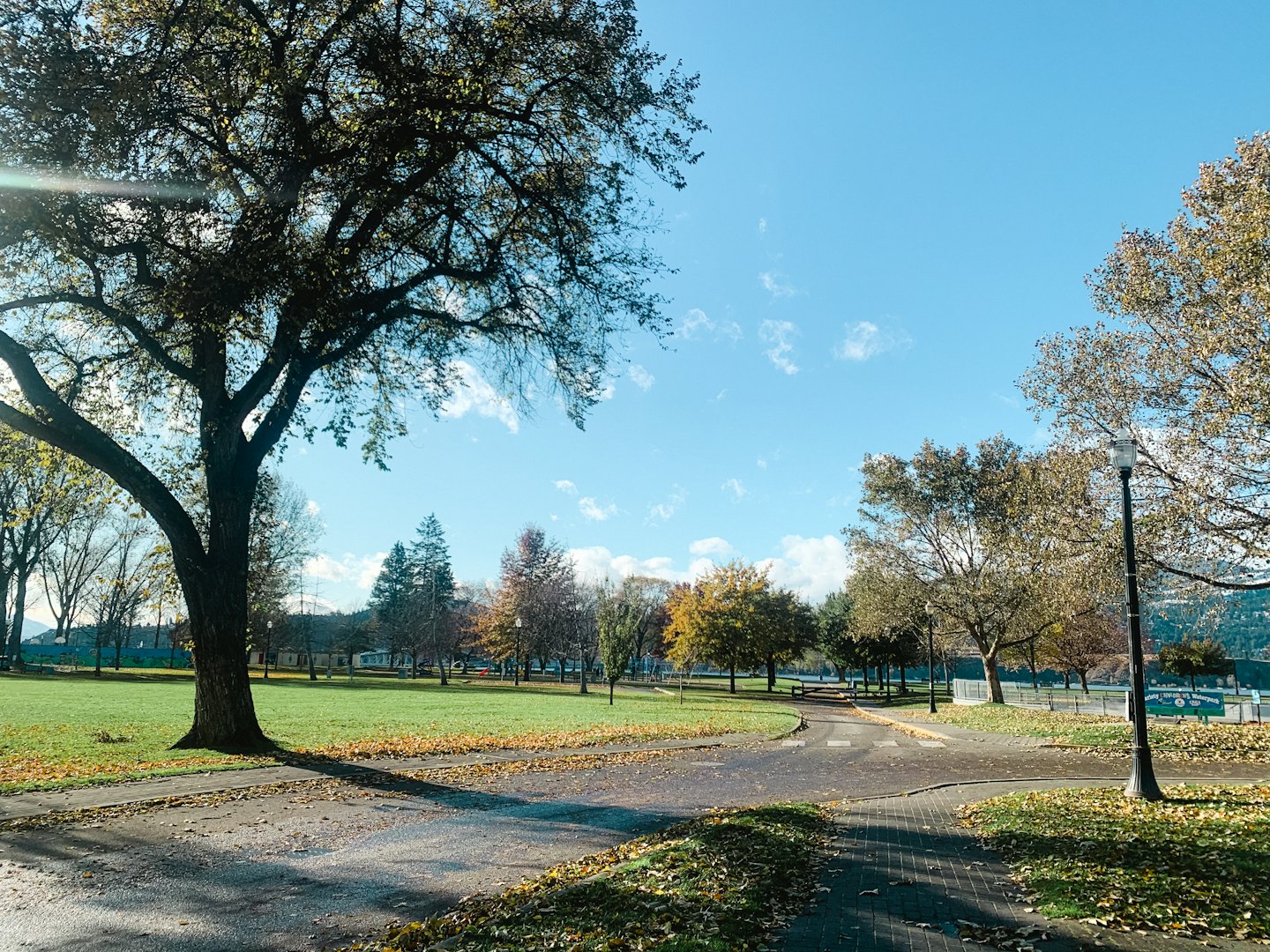 Ein großer Baum steht über einem von Blättern bedeckten Parkweg.