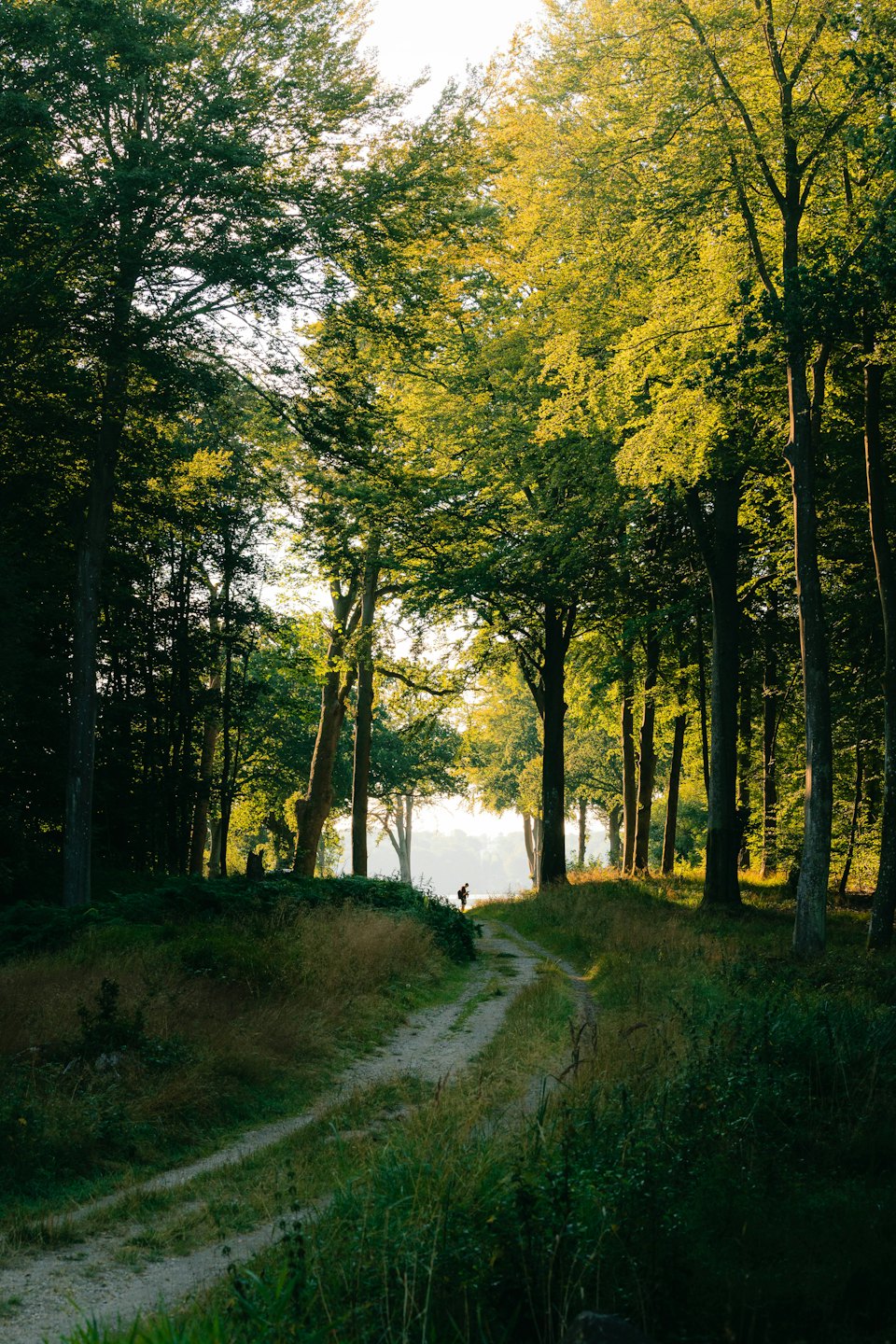 Verschlungener Waldweg mit einer Silhouette einer Person in der Ferne.
