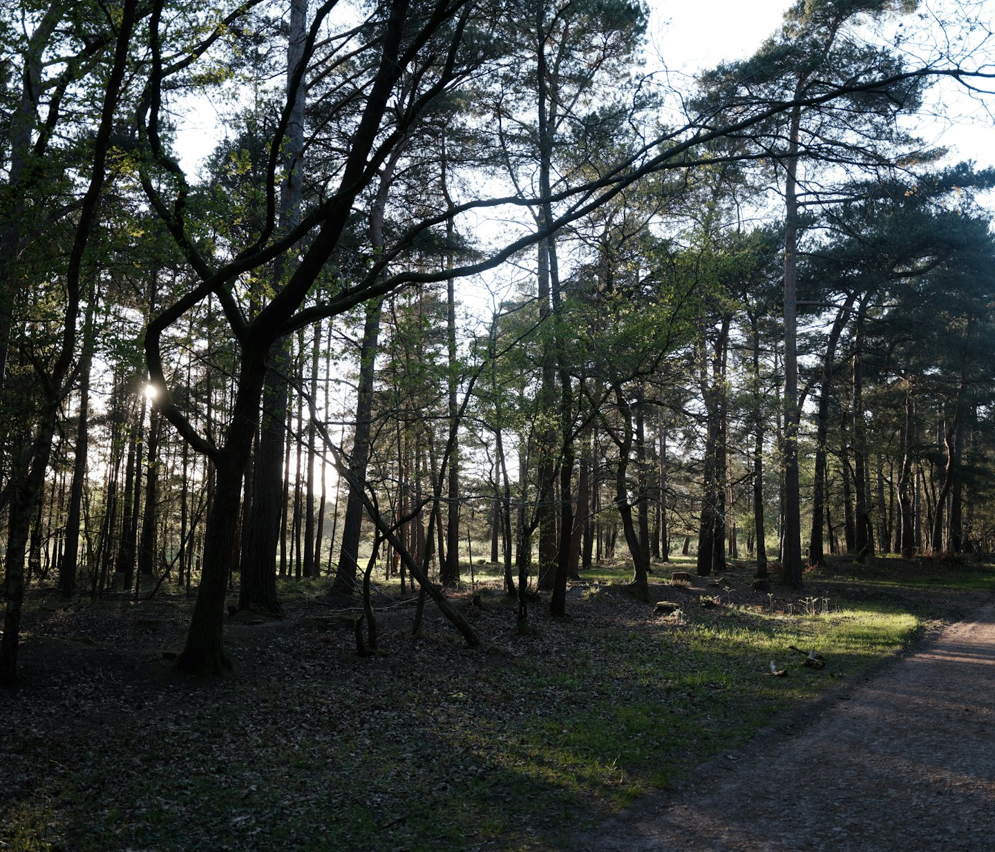 Sonnenlicht fällt durch einen dichten Wald auf einen gewundenen Feldweg.