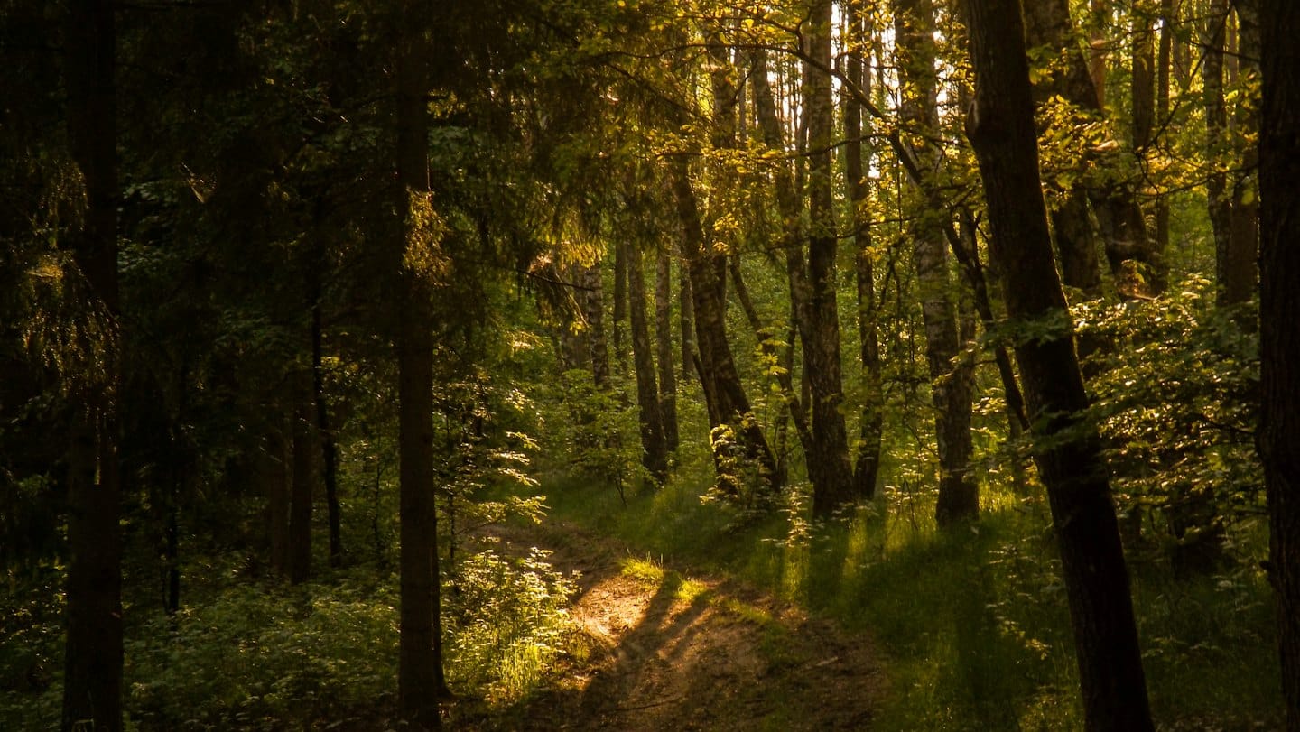 Ein Feldweg schlängelt sich durch einen dichten Wald mit hohen Bäumen.