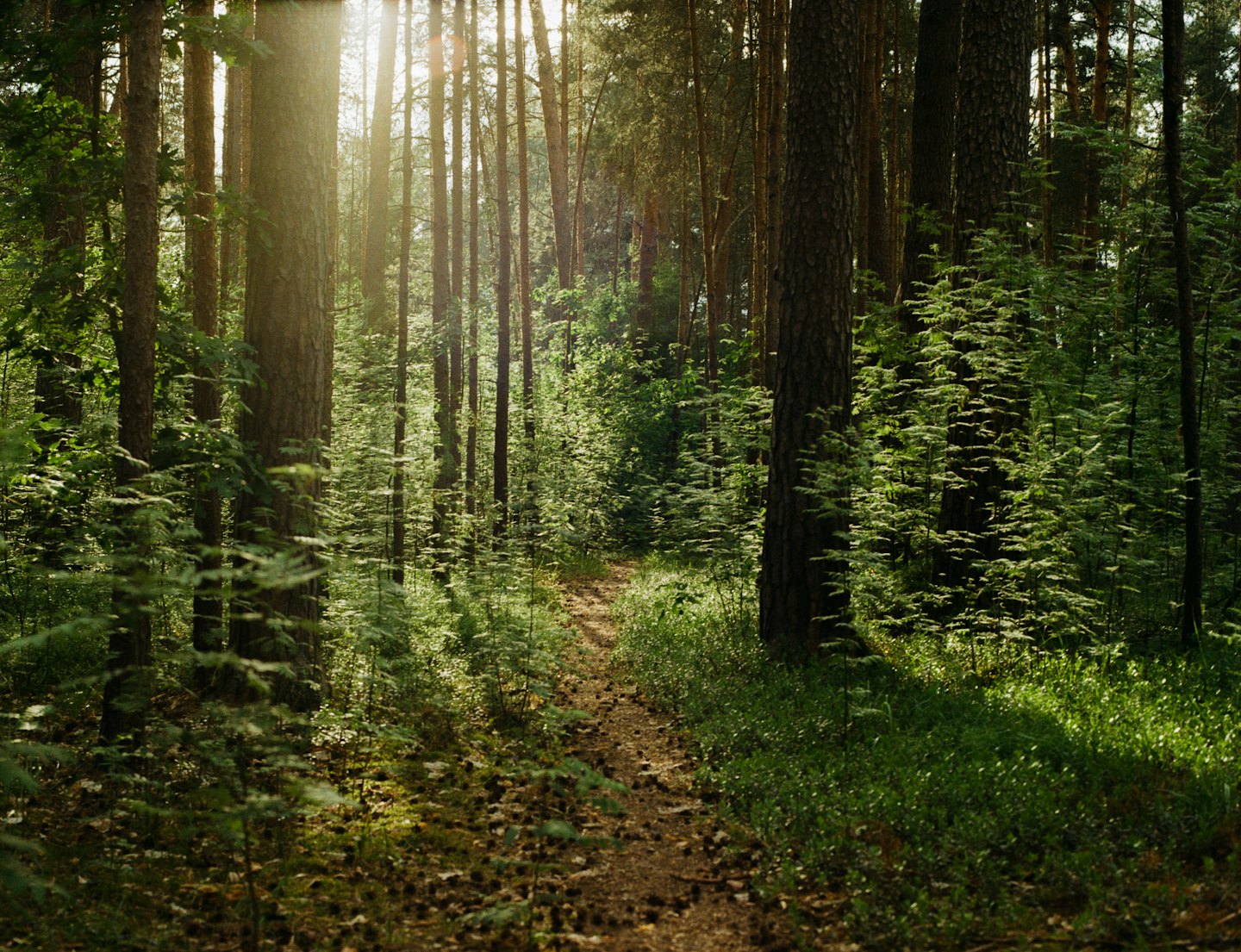 Ein gewundener Feldweg führt durch einen dichten Kiefernwald.