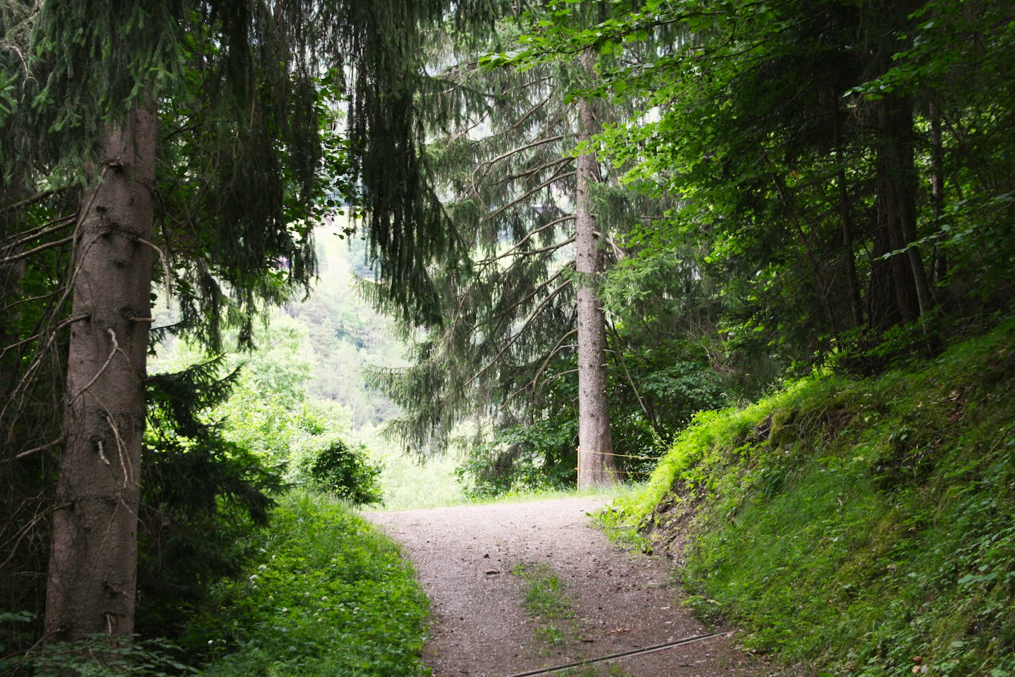 Ein gewundener Schotterweg führt durch einen dichten Nadelwald.