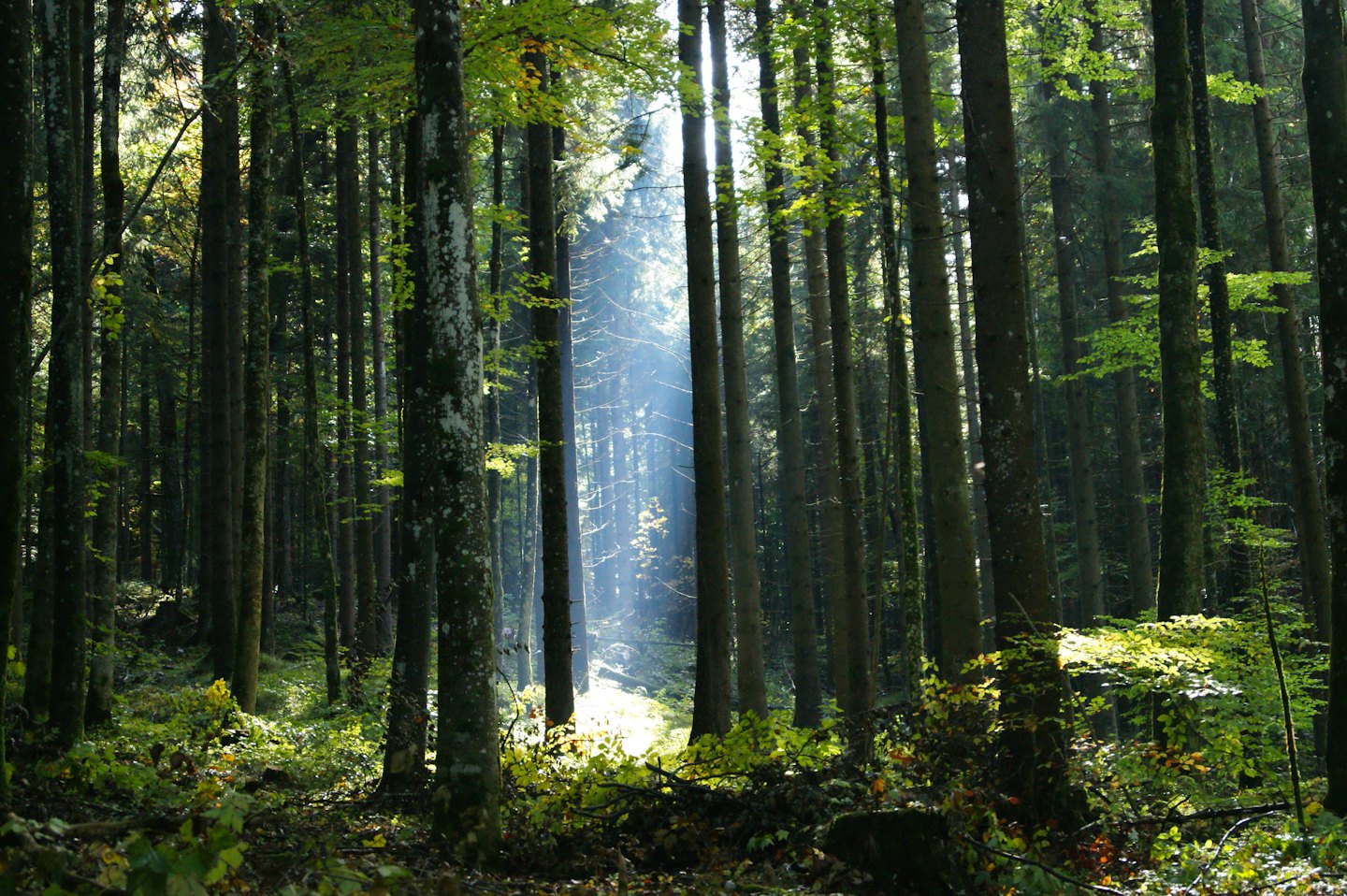 Sonnenlicht fällt durch die Bäume in einem dichten Wald.