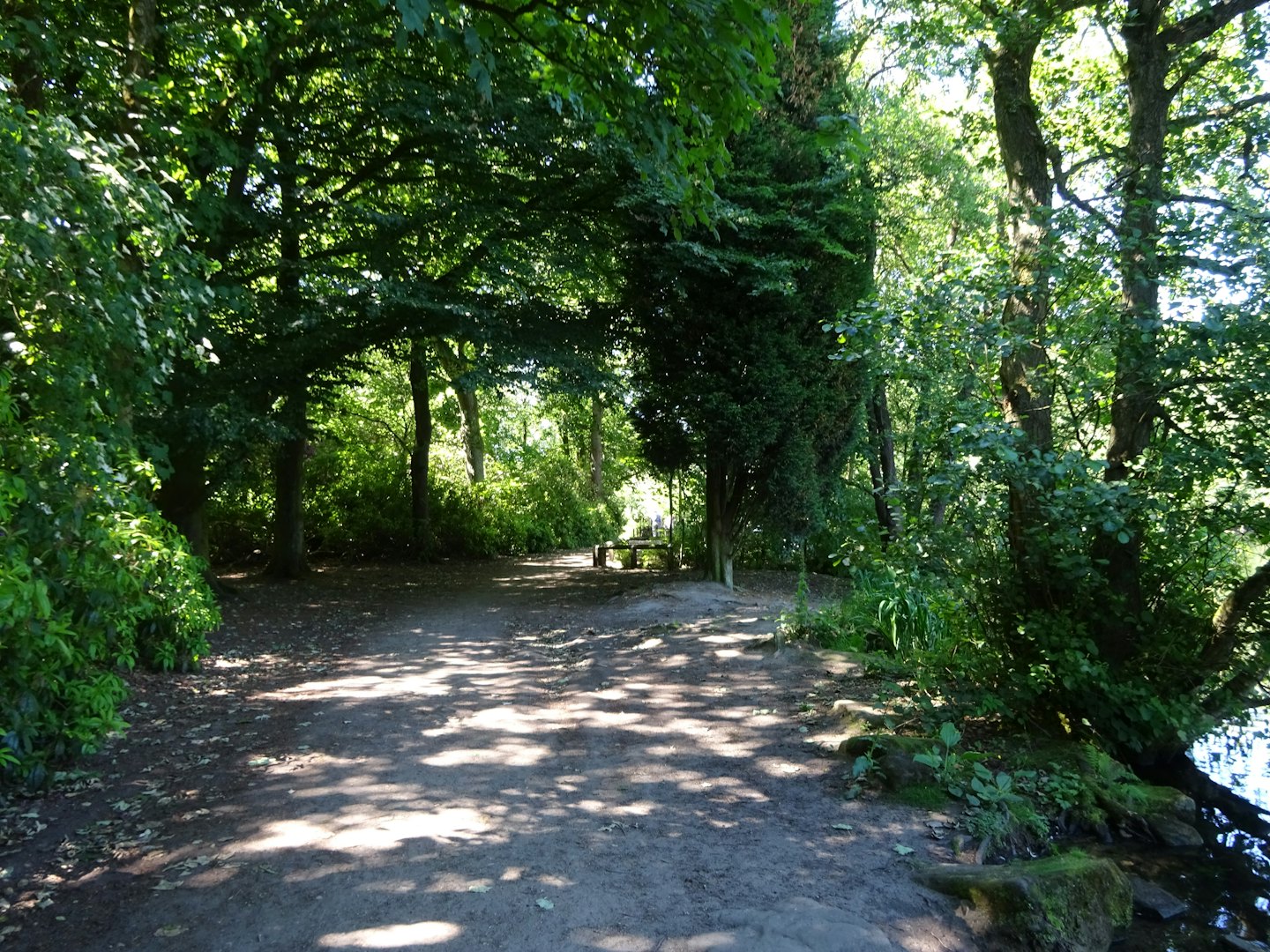 Ein Feldweg schlängelt sich durch einen Wald neben einem See.