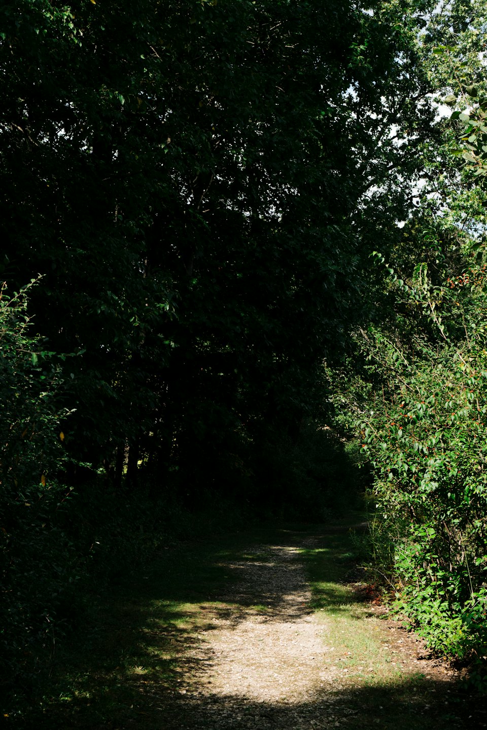 Sonnenlicht fällt auf einen gewundenen Schotterweg im Wald.